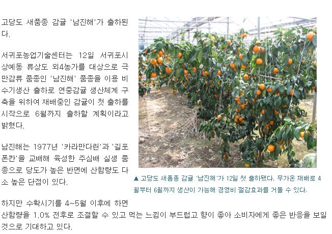 13브릭스 고당도 감귤 '남진해' 출하...4~6월 재배