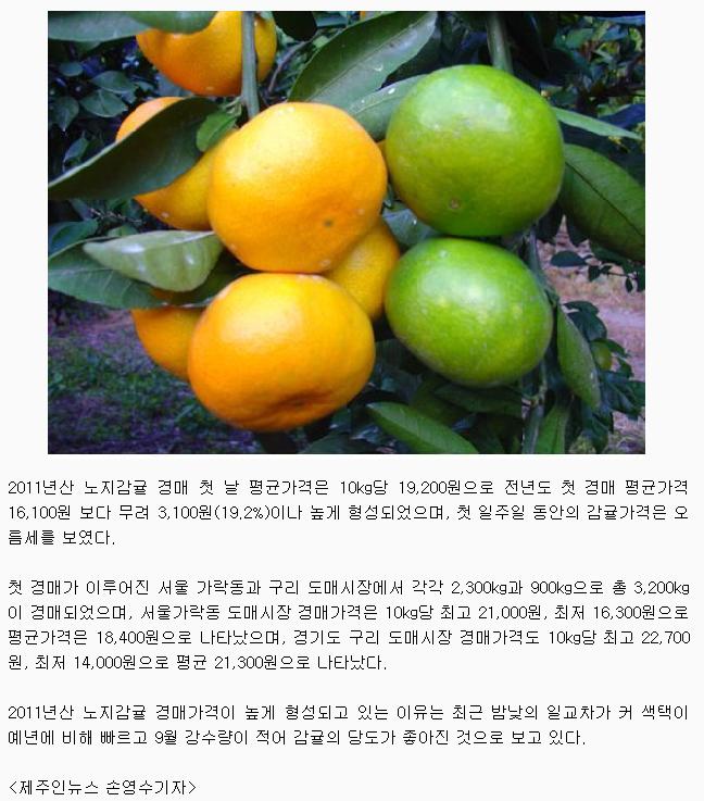 노지감귤가격 첫 경매 가격 높게 형성