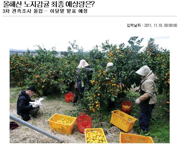 올해산 노지감귤 최종 예상량은?