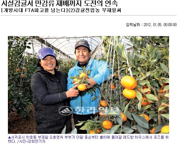 시설감귤서 만감류 재배까지 도전의 연속