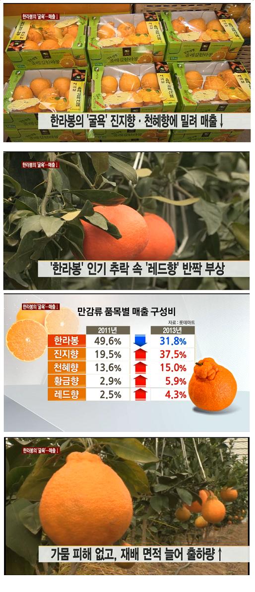 한라봉의 '굴욕'..진지향, 천혜향에 밀려 매출 감소