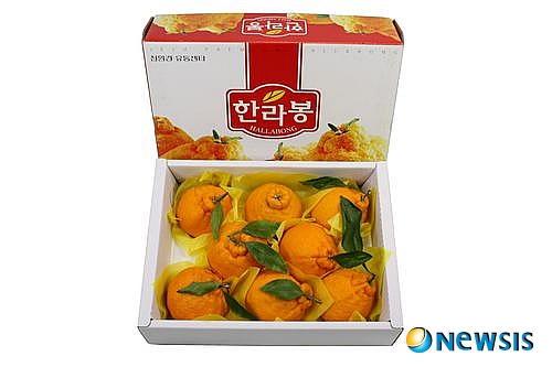 제주감귤농업영농조합, 당도 높은 황금 한라봉 특별 이벤트 마련