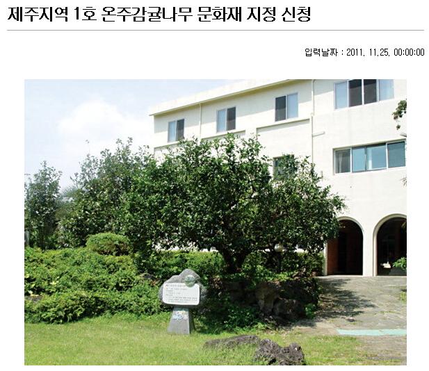 제주지역 1호 온주감귤나무 문화재 지정 신청