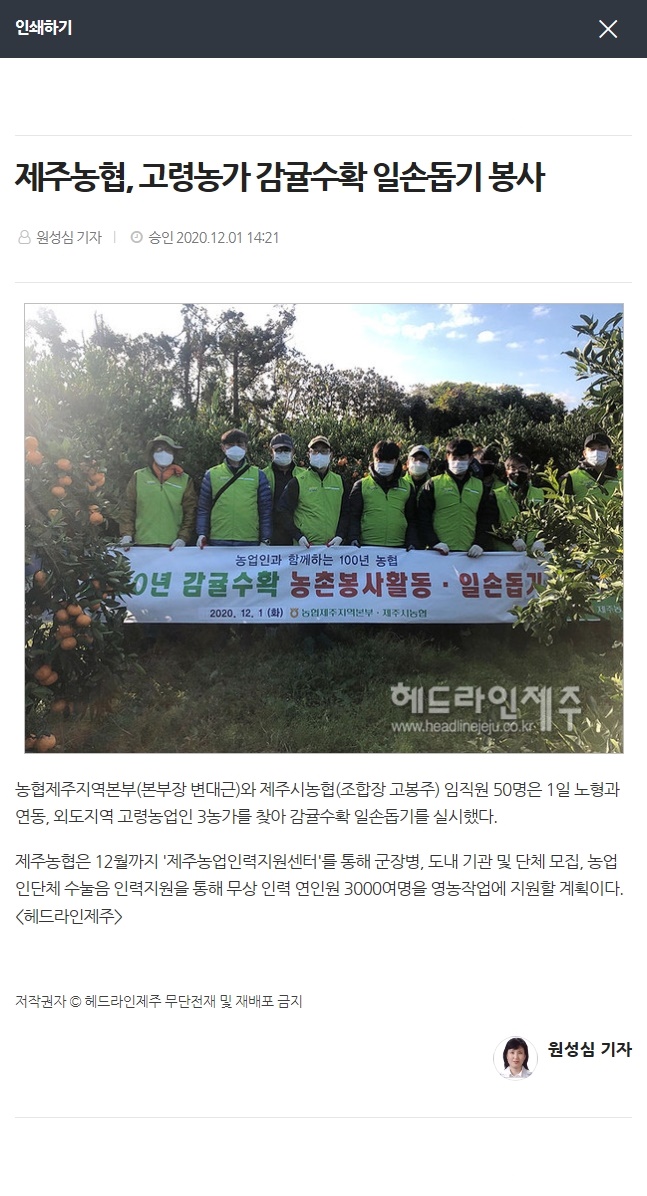 제주농협, 고령농가 감귤수확 일손돕기 봉사