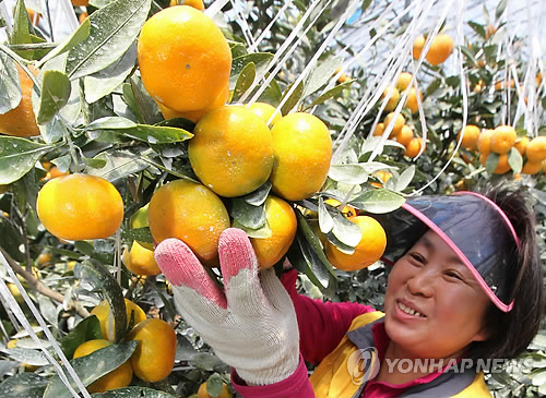 제주 감귤 첫 수확