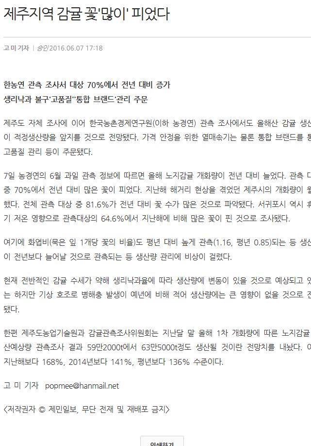 제주지역 감귤 꽃 많이 피었다.