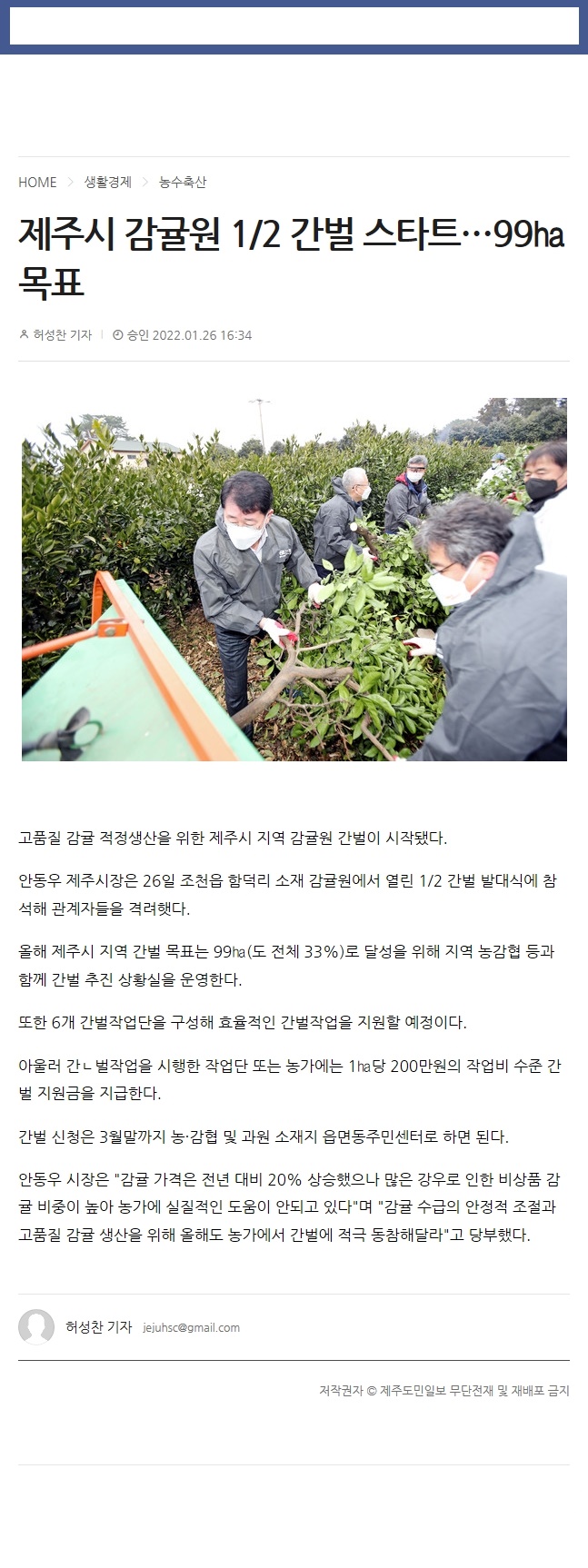 제주시 감귤원 1/2 간벌 스타트…99㏊ 목표