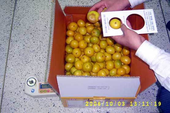 <b>[<font color="red">보도자료</font color>]비상품 감귤 도외 유통 첫 적발</b>