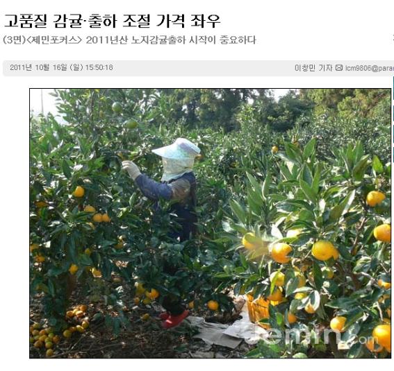고품질 감귤·출하 조절 가격 좌우