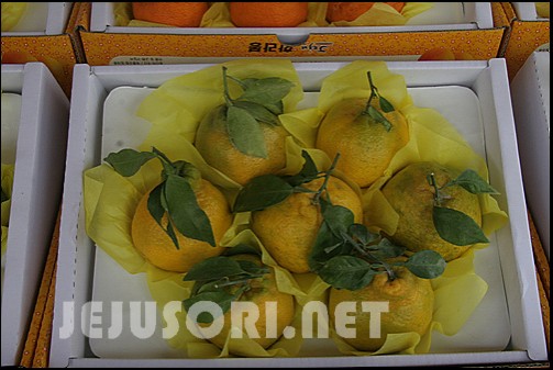 <b>세상에! 8.6Brix 비상품 한라봉 벌써 판매</b>