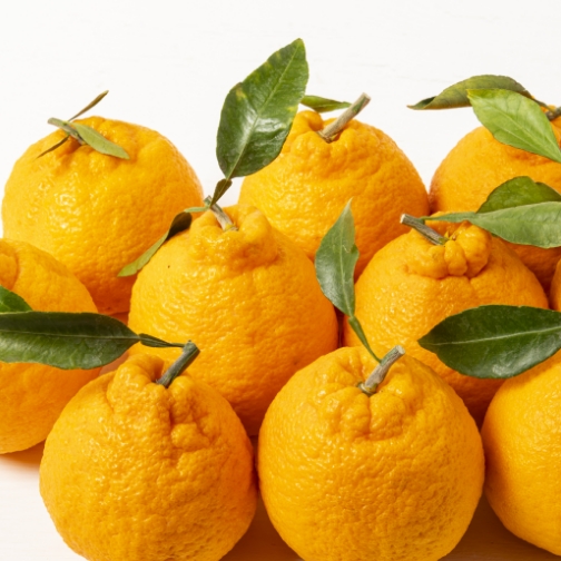 부지화(한라봉)